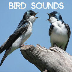 Bird Sounds - Gentle Birds and Forest Stream for Relaxation Meditation. Relaxing Nature's Sounds for Sound Therapy calming Birds and Sounds of Nature for Mindfulness Méditation and Relaxation