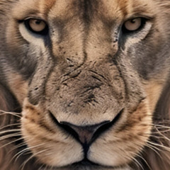 Junaid Ali Junaid | The Real Lion