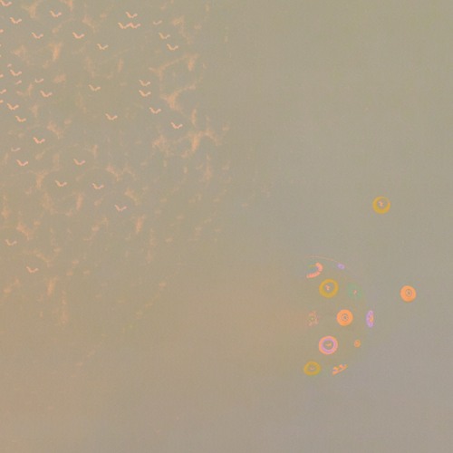 [PREMIERE] | Pango - Foppettas