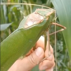 Glockroach [Snippet]