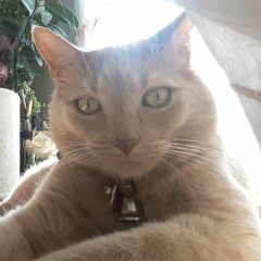FOR MY MR. CARLITTO (Prrrr)