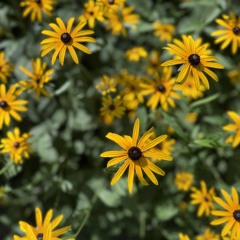 Plutarch’s Cool August