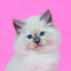 ВИКРАЛИ КОНЯ???