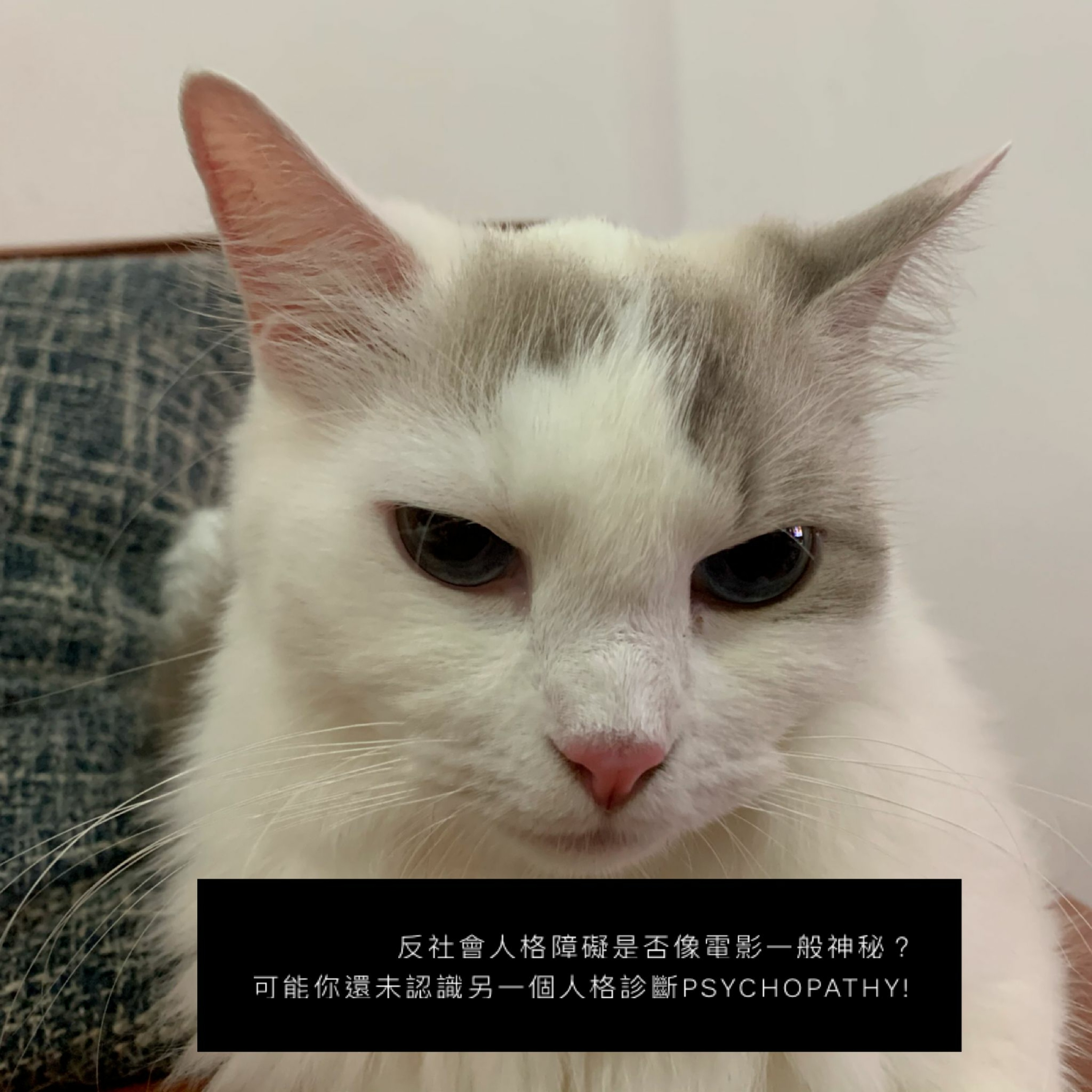 小鳥信箱 —— 反社會人格障礙是否像電影一般神秘?可能你還未認識另一個人格診斷Psychopathy!