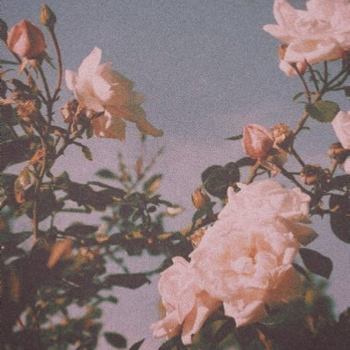 Euphoria