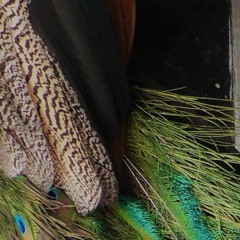 Ikarus