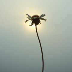 When dreams transform