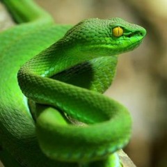 Tu Veneno Summer 2020 Mix