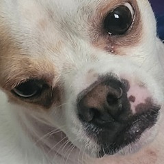 Two (The Antlers cover)