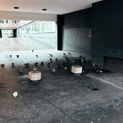 columbiformes in urbe