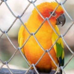 Dainty Fine Bird