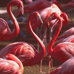 Dance Of Flamingo