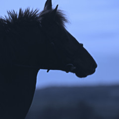 Le Cavalier sans tête