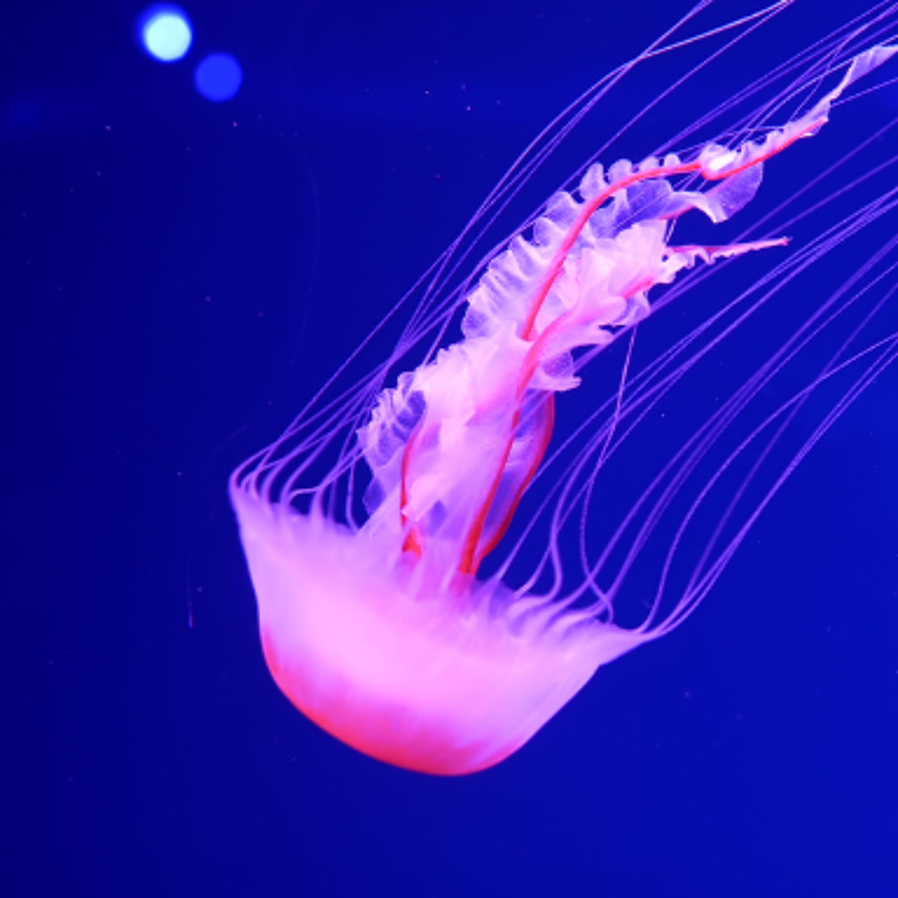 Lahinch Ocean Conservationist Offers Advice On Jellyfish