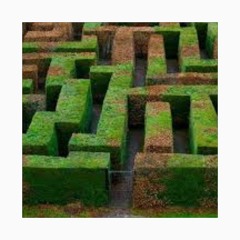 Hedge Maze