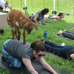Review Special Price Goat Yoga In Picturesque Snohomish Wa