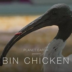 an ibis stole my chips