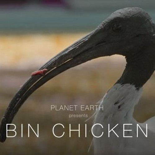 an ibis stole my chips