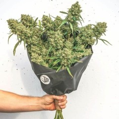 TCHELLO - BUQUÊ DE FLORES[Prod.@_souzavn]