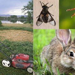 Tularemia or Rabbit Fever
