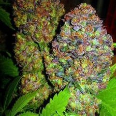 ʜɪᴛᴄʜᴇʀ ᴘʟᴜɢ ᴜᴘ ᴛᴇɴᴅᴇʀ ( ͡↑ ͜ʖ ͡↑) 𝕀𝕄 𝕋ℝ𝕐ℕℕ𝔸 𝕊𝕄𝕆𝕂𝔼 𝔻𝕆ℙ𝔼 !!!!!!