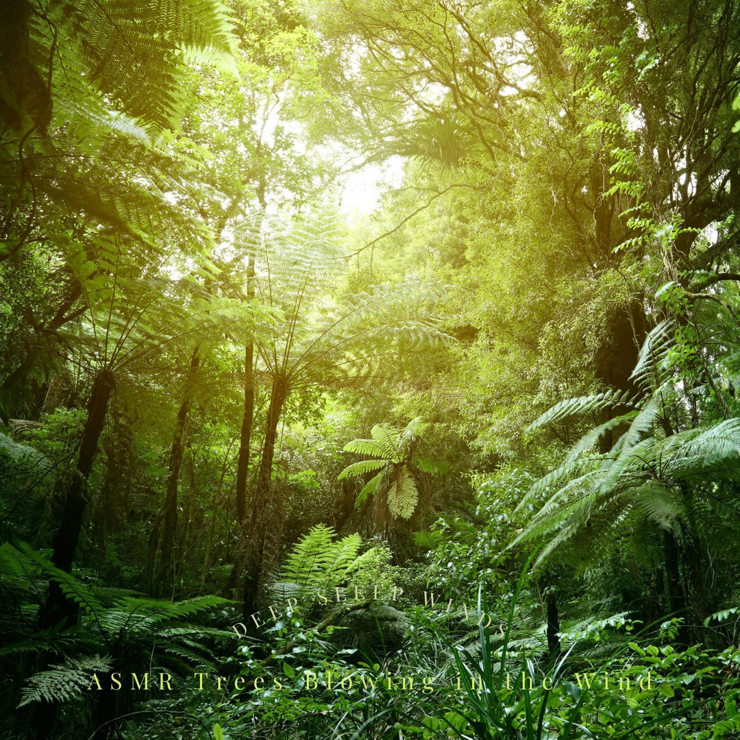 Stream ASMR Wind Noises to Relax by ASMR Trees Blowing in the Wind ...