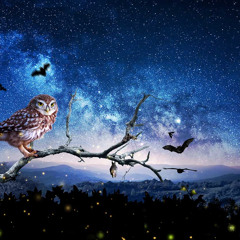 La nuit, je mens (Alain Bashung)