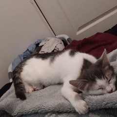 evolution .wav[2013]