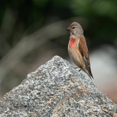 Linnet