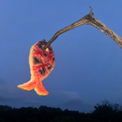 SardinaS • PEixe Y oSSo