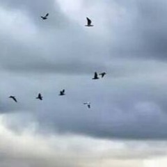 Free to fly with the birds