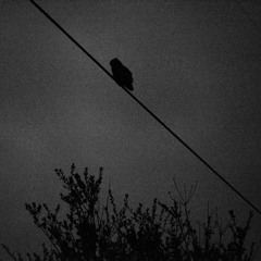 2025-11-08 With the Owls at Moonrise