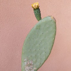 Tarantella del Gargano