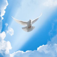 Far Away (White Dove)