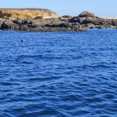 Une île (Serge Lama) par Dominique Briand