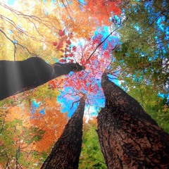 Air on the G String (Querfloete & Gitarre) - von Tom Jet Project friedvolle Abschiedsmusik