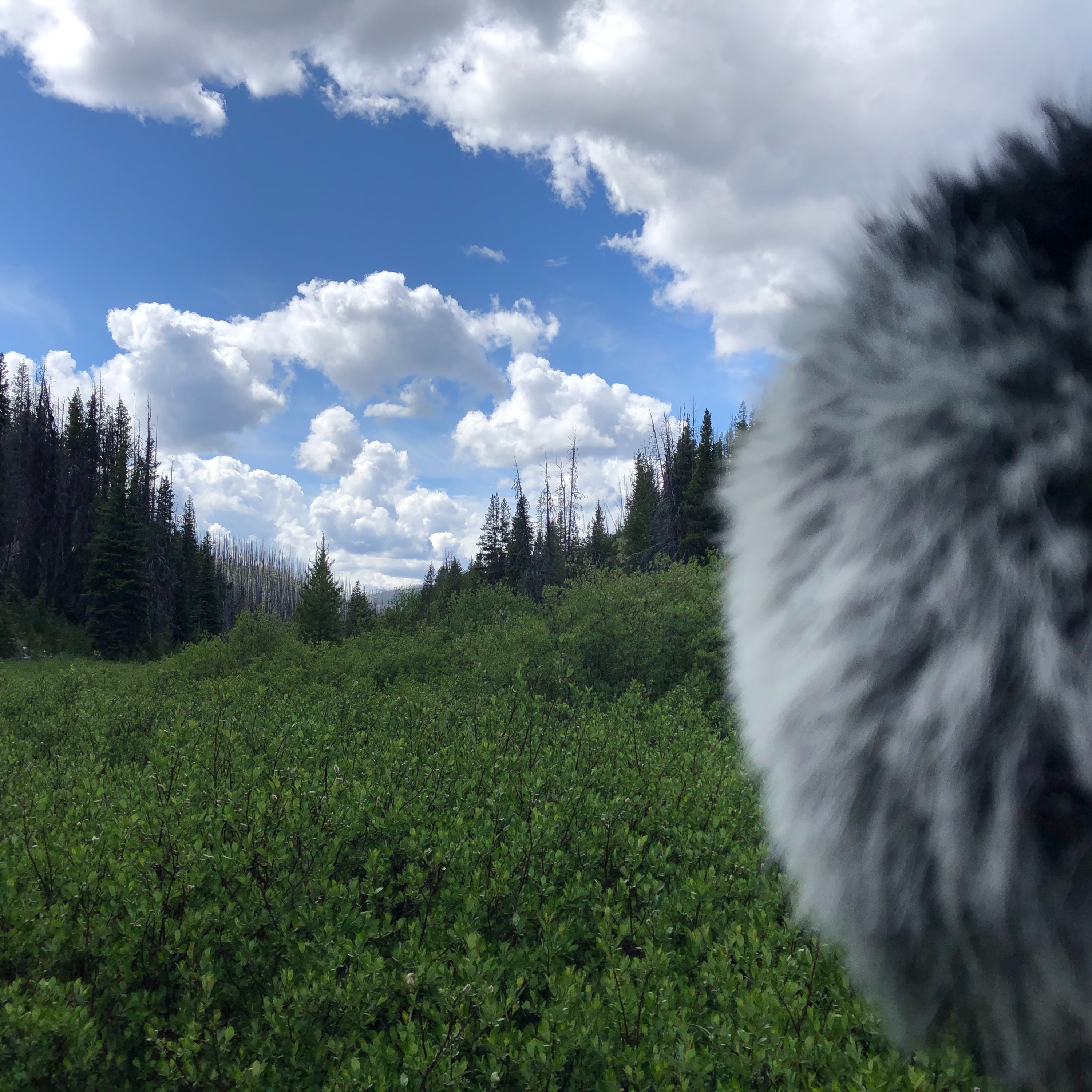 Northwest Soundscapes