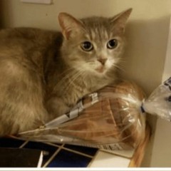 Confiture de tounes du dimanche (plélisse 37)