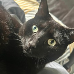 dj antny #sandy! cats still in the shite mix vol 5