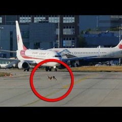 Rabbit On The Runway by Crock Oss