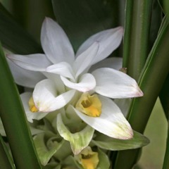 Pua Olena  Vocals & Ukulele Laulani Teale with Harpist Paul