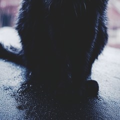 Stray Black