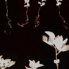 ROSEWOOD (Prod. Ill Instrumentals)