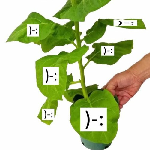 relapped foxification - shoebill + sonny shimoda