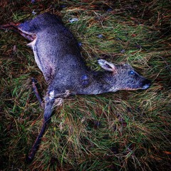 Onion ring liferaft.