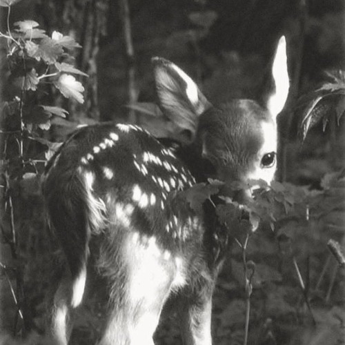 Αφροδίτης ♡