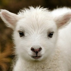 The Lamb (for Magalie Roman Salas)