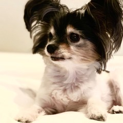 Puppyons (unfinished)