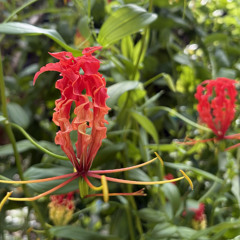 Observe with intention to understand