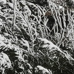 The Art of December